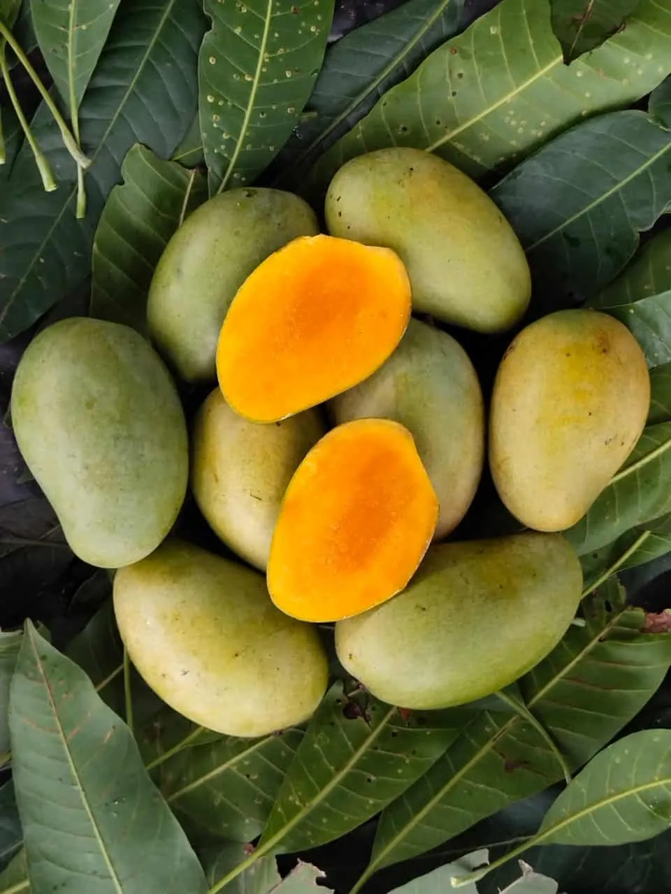 Amrapali Mango